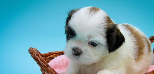 2023 Yearly Horoscope for Dog Man Born in 1970