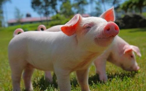 59 Years of the Pig's Lucky Color for Life