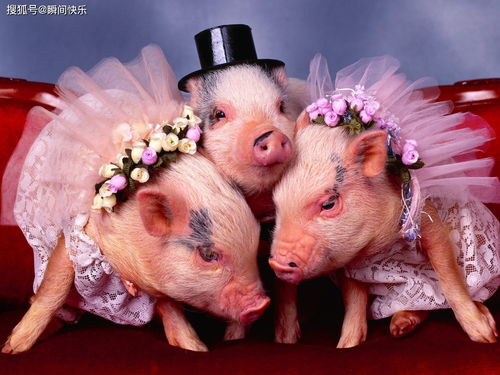1995 Chinese Pig's Lucky Color in 2023