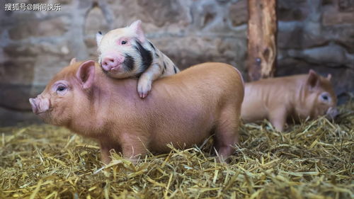 Marriage between 84 year old Rat and 83 year old Pig