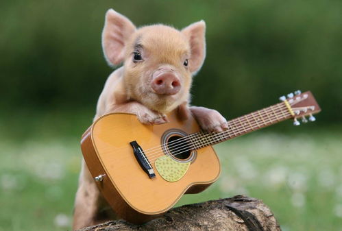 What is the life of a 1971 pig?