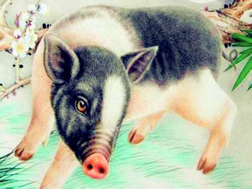 Are Female Snake and Male Pig Compatible
