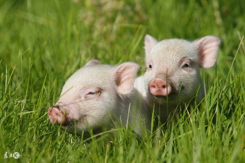 Female Ox and Male Pig are not compatible with each other