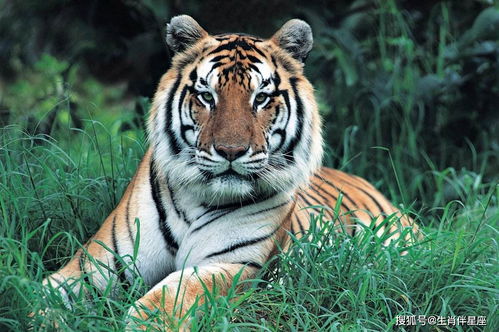 Male pig female tiger marriage compatible?
