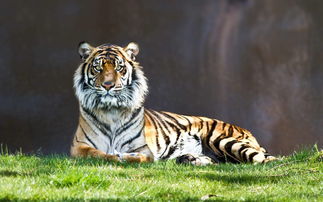 Are the 1983 Pig and 1986 Tiger compatible?