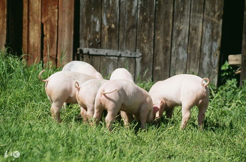 Luck of the 1971 Pig in 2023