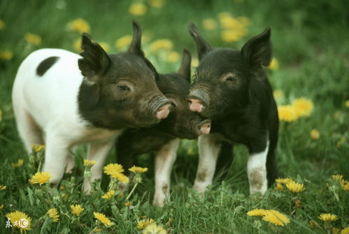 1995 Pig's Fortune