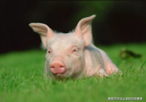 Personality of a 95 Years Pig Woman