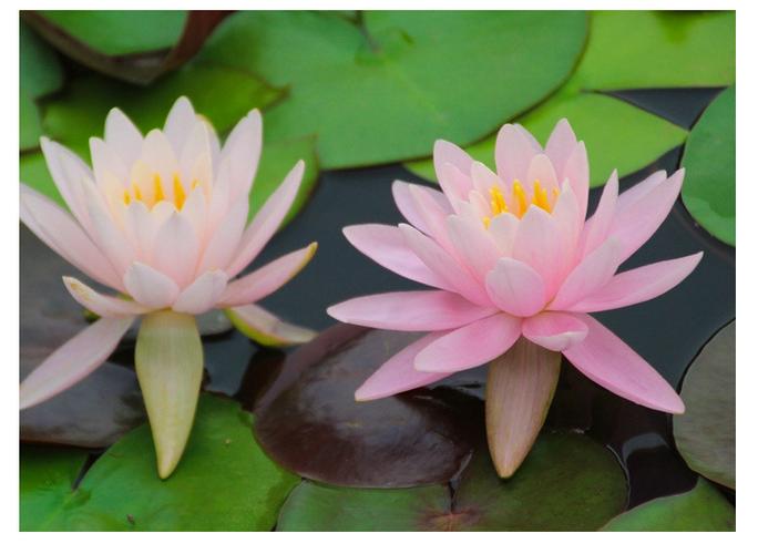 Water lilies planted in the house is bad for feng shui