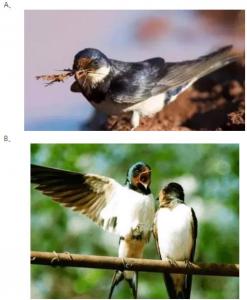 Psychometric Test: Which of the three swallows brings good luck? Test what turning point you are in 2020