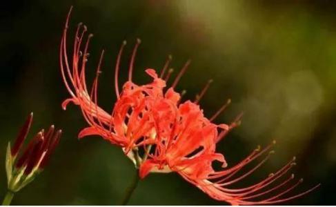 Psychometric test: Which flower on the other side of the river do you prefer? Who is thinking of you at this moment?