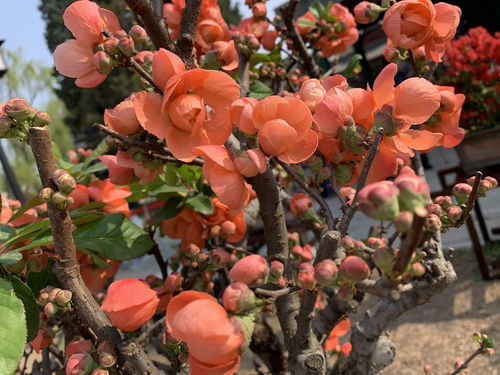 Plum Blossom Name Verification Four Pillars Eight Characters