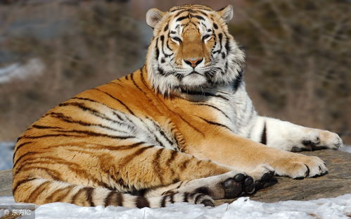 Luck of the 74th year Tiger this year