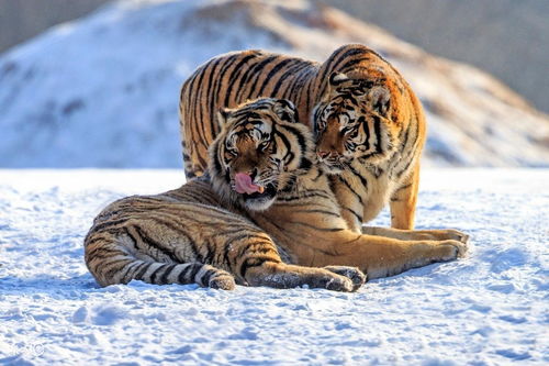 1974 Tiger and who is rich