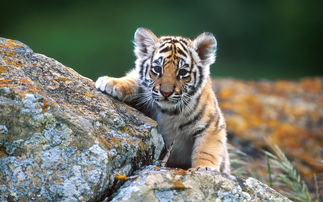 Lucky Numbers for 1974 Tiger