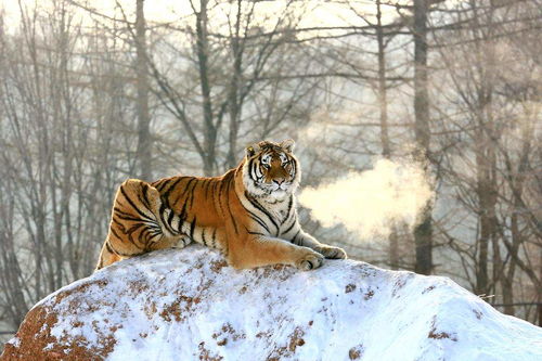 What is the life of a 98 year old tiger?