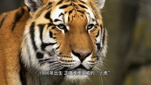 What is the 1986 Tiger's destiny and what is it missing?