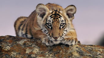 What is the life of a Tiger in 1998?