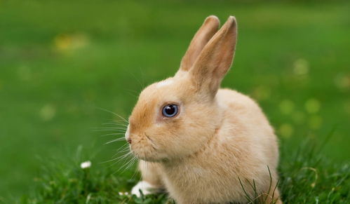 Male Rabbit Female Tiger Marriage