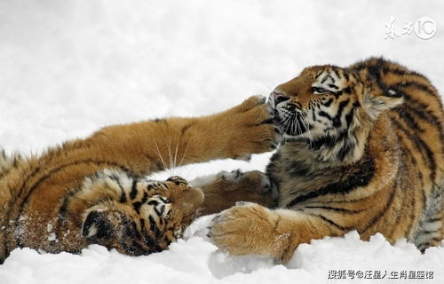 What are the Favorable Deities of the Tiger in 1974?