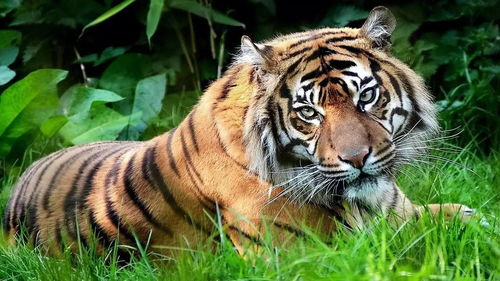 What are the lucky numbers for the Tiger in 1974?