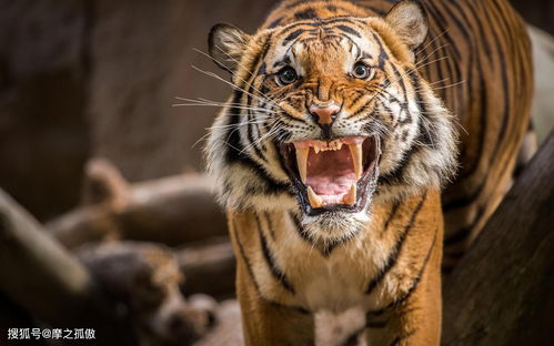 1998 Tiger's Lifetime Horoscope
