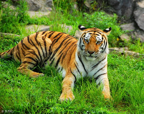 87 Years Tiger Horoscope and Fortune for 2023