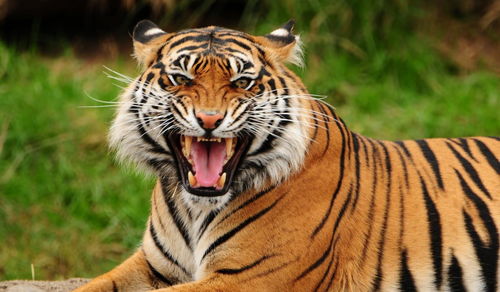 1974 Tiger