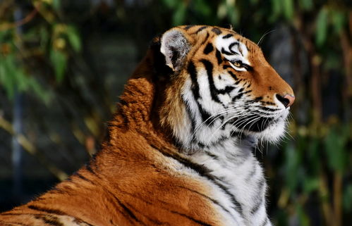 This year's horoscope for the Tiger in 1998