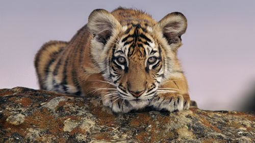 Monkey and 98 Tiger