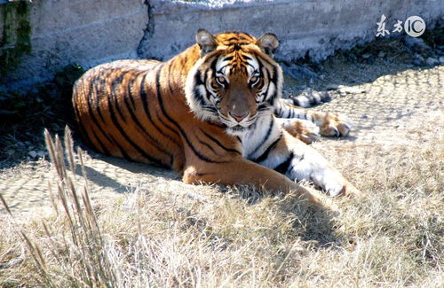 1986 Tiger Wear 2023