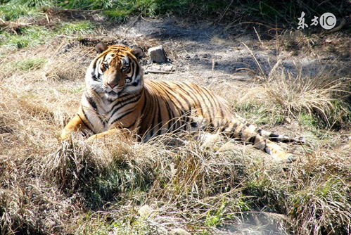1986 Tiger Lucky Cell Phone Number