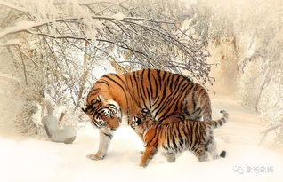 Fate of the 1986 Tiger after 36 years old