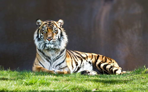 What is suitable for Tiger to wear in 2023