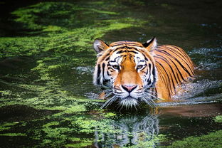1998 Tiger's permanent most prosperous number