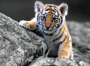 November Tiger's Life