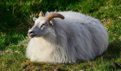 What about the relationship between the 1979 Goat and the 1984 Rat