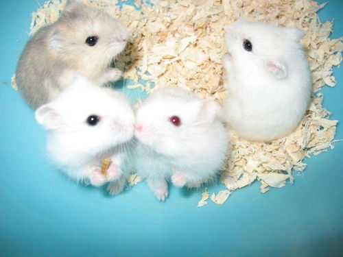 What is the life of a Rat in June 1972?