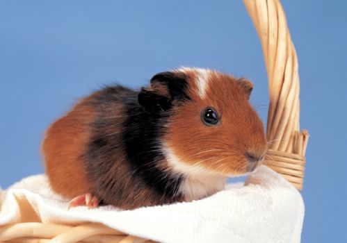 96 Female Rat 2023 Horoscope