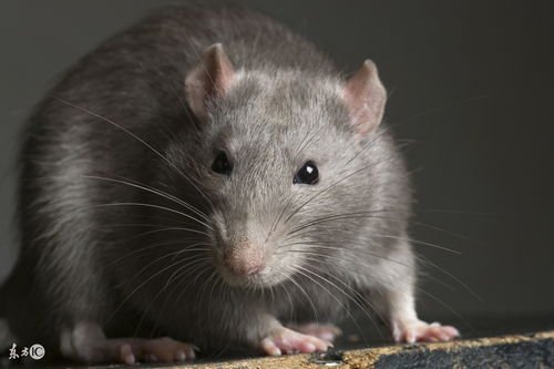 1972 Rat's luck this year