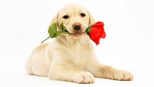 Are female 94 Dogs and male 96 Rats compatible