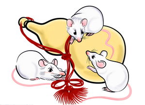 Which direction is good for 84 year old rat to go