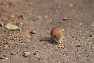 1984 Male Rat and 1984 Female Rat Marriage Compatibility