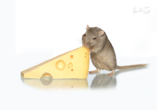 1972 Rat 2023 Horoscope