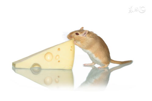 1972 Female Rat 2023 Horoscope and Prospects