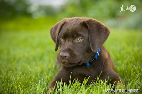 How is the marriage between a male Dog and a female Ox?