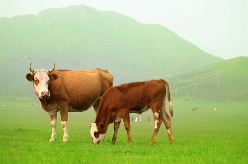What is the life of an ox in the year 61? What are the five elements?