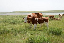1997 Ox