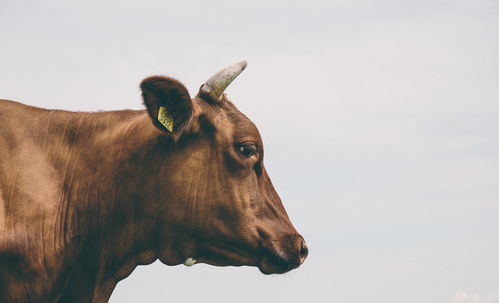 1961 Ox