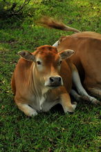 What is the financial fortune of the 73 year old Ox this year?
